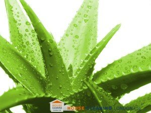 Improve indoor air with plants