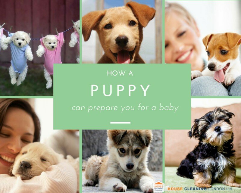 How a puppy can prepare you for a baby 